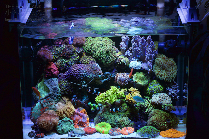 7621円 【絶品】 アクアリウム 珊瑚 サンゴ 熱帯魚 水槽