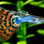 初心者におすすめ、育てやすい熱帯魚4選