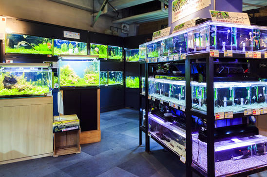 東京都内の熱帯魚専門店10選 水の森だより アクアリウムをもっと身近にするメディア