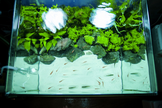 高速配送 水槽ライト アクアリウム 水槽 LEDライト 多色 水槽用照明 水槽用照明ライト 観賞魚 熱帯魚 水草育成 光合成 省エネ 長寿命 リモコン付き 16cm-US プラグ