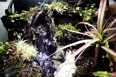 画像あり】滝が流れるアクアテラリウムの作り方 « 水の森だより